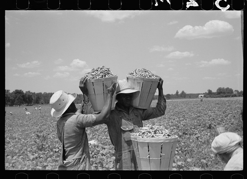 Picking stringbeans near Cambridge, Maryland. Sourced from the Library of Congress.