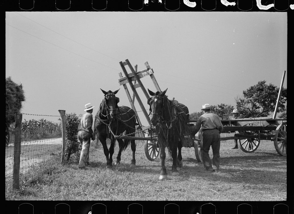 [Untitled photo, possibly related to: Wheat straw coming out of threshing machine, Frederick, Maryland]. Sourced from the…