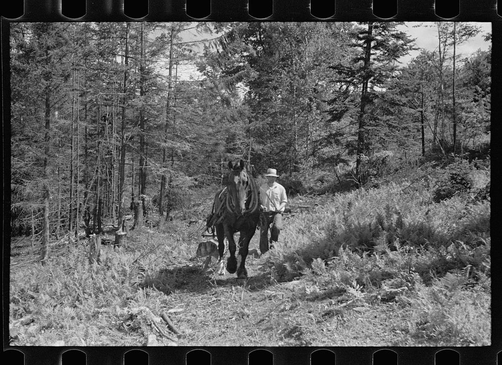 [Untitled photo, possibly related to: Sawing pulpwood on Kinneys' farm, Eden Mills, Vermont]. Sourced from the Library of…