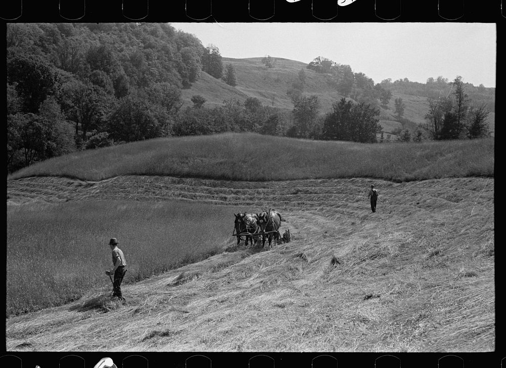 Cutting hay, Windsor County, Vermont. Sourced from the Library of Congress.