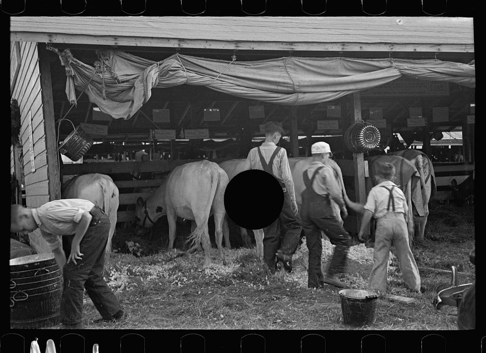 [Untitled photo, possibly related to: 4-H Club boys taking care of their cows, State Fair, Rutland, Vermont]. Sourced from…