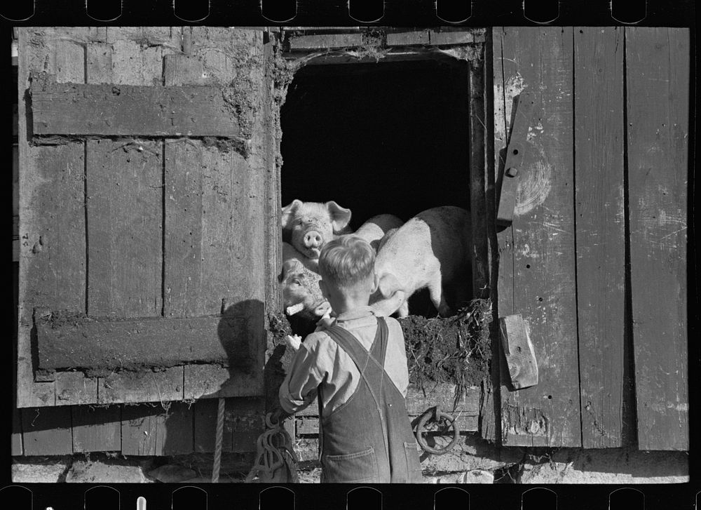 [Untitled photo, possibly related to: Looking for the mail, McNally farm, Kirby, Vermont]. Sourced from the Library of…