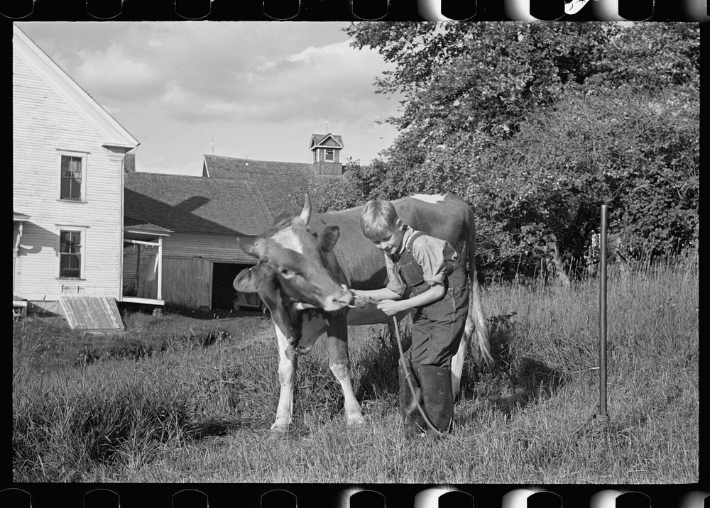 Bob McNally and the bull, Kirby, Vermont. Sourced from the Library of Congress.