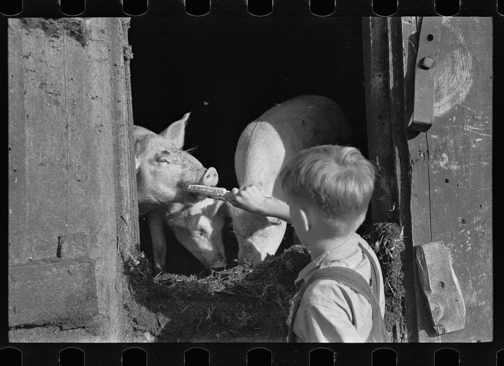 [Untitled photo, possibly related to: Bob McNally with one of the horses, Kirby, Vermont]. Sourced from the Library of…