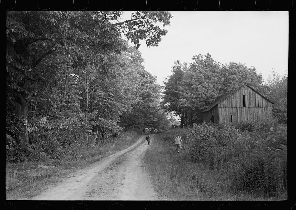 Driving the cows, Williams farm, Otsego County, New York. Sourced from the Library of Congress.