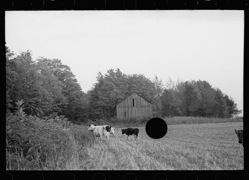 [Untitled photo, possibly related to: Driving the cows, Williams farm, Otsego County, New York]. Sourced from the Library of…