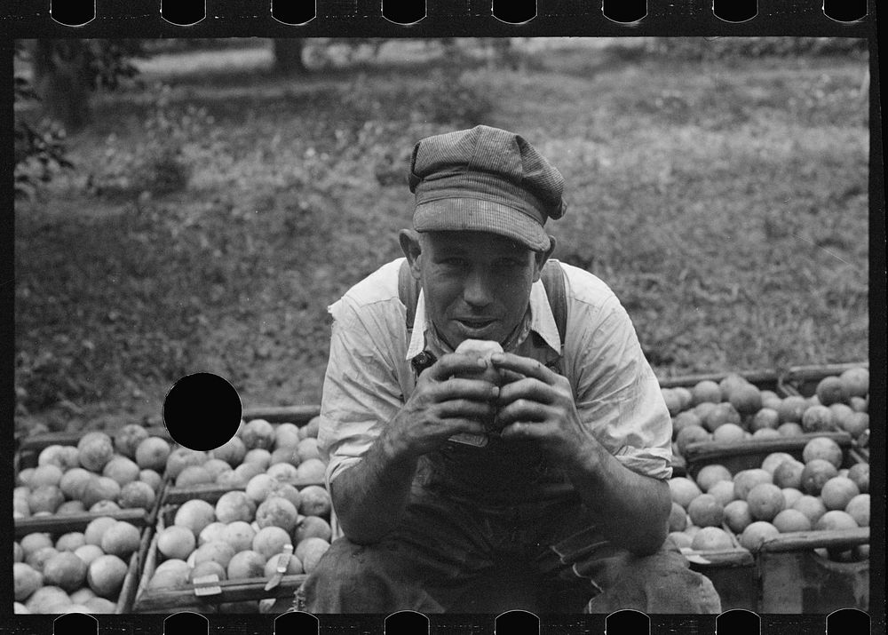 [Untitled photo, possibly related to: A Florida orange picker. Many of these workers are migrants. Polk County, Florida].…