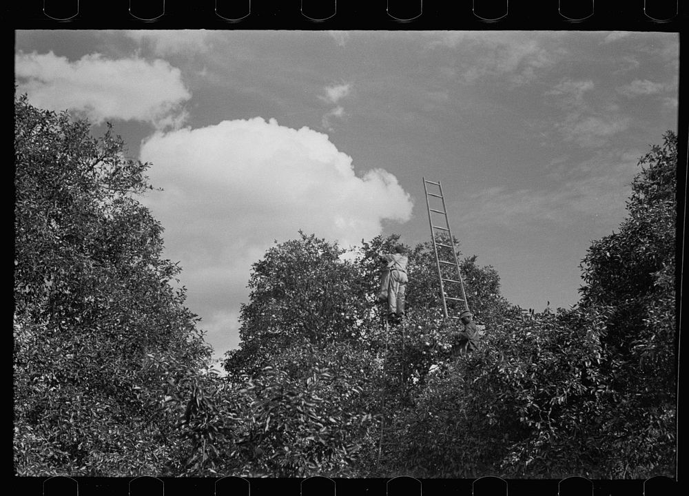 Orange picking, Polk County, Florida. Sourced from the Library of Congress.