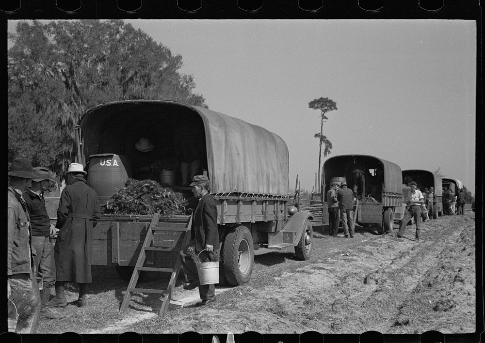 Trucks used in plant operations, Withlacoochee Land Use Project, Florida. Sourced from the Library of Congress.