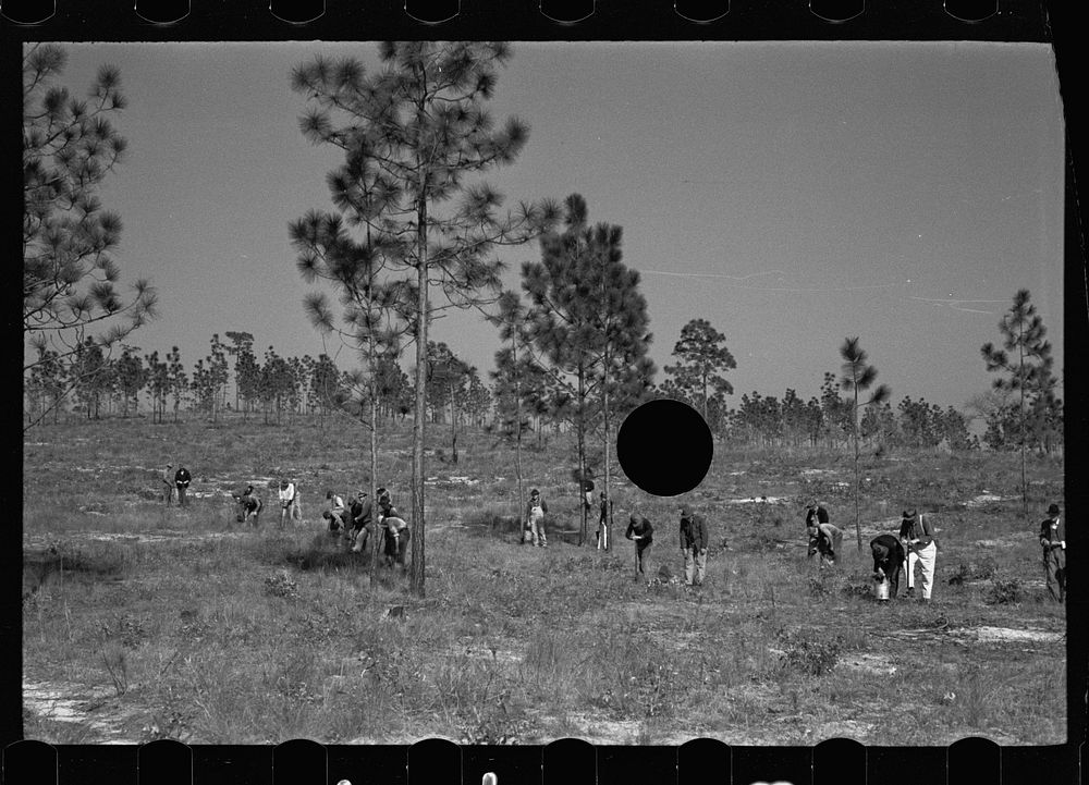 [Untitled photo, possibly related to: Trucks used in plant operations, Withlacoochee Land Use Project, Florida]. Sourced…