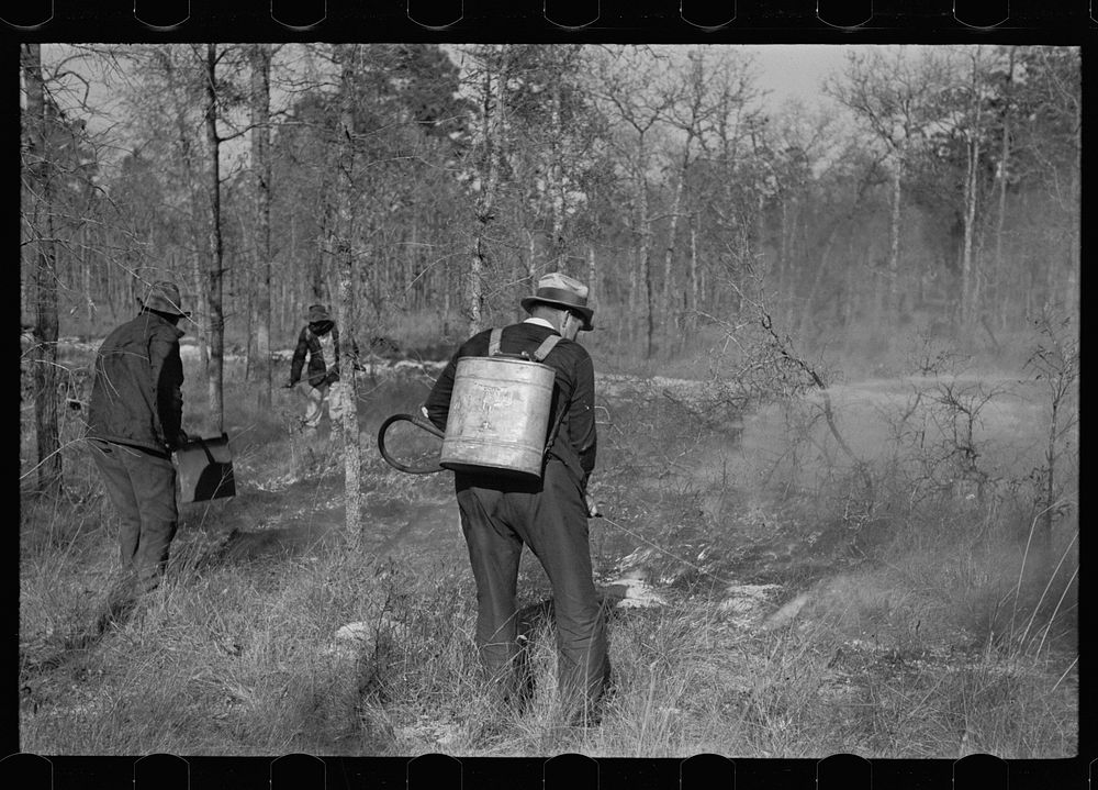 Putting out a small forest fire, Withlacoochee Land Use Project, Florida. Sourced from the Library of Congress.
