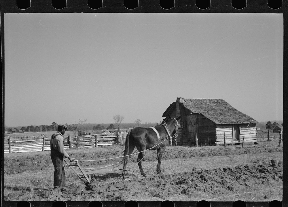 [Untitled photo, possibly related to: Plowing, Gee's Bend, Alabama]. Sourced from the Library of Congress.