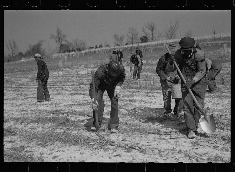 [Untitled photo, possibly related to: Planting slash pine, Macon County, Alabama, Tuskegee Project]. Sourced from the…