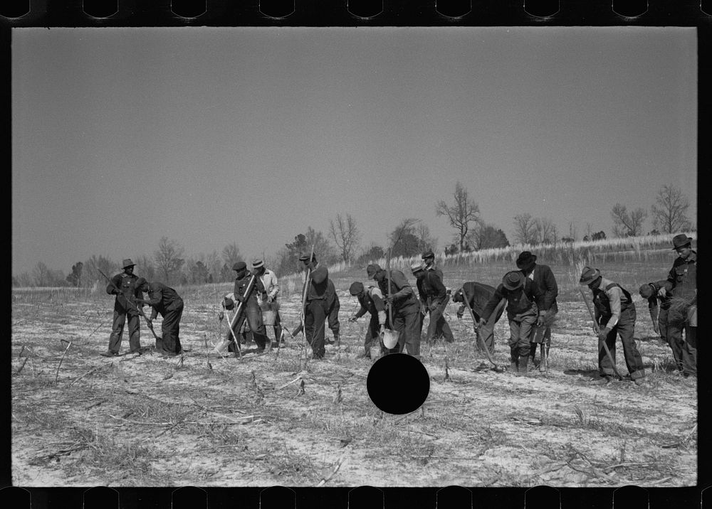 [Untitled photo, possibly related to: Planting slash pine, Macon County, Alabama, Tuskegee Project]. Sourced from the…