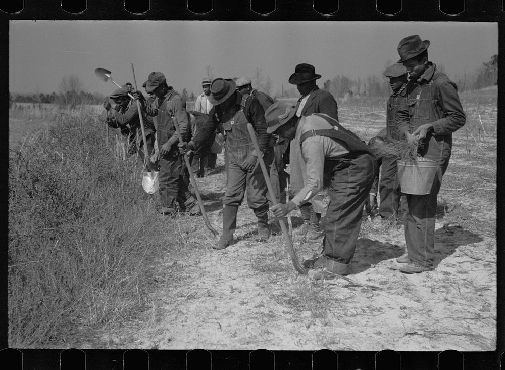 Planting slash pine, Macon County, Alabama, Tuskegee Project. Sourced from the Library of Congress.