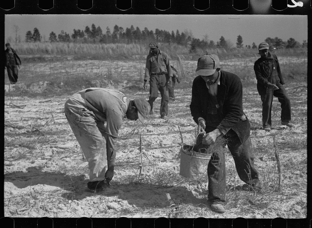 Planting slash pine, Macon County, Alabama, Tuskegee Land Use Project. Sourced from the Library of Congress.