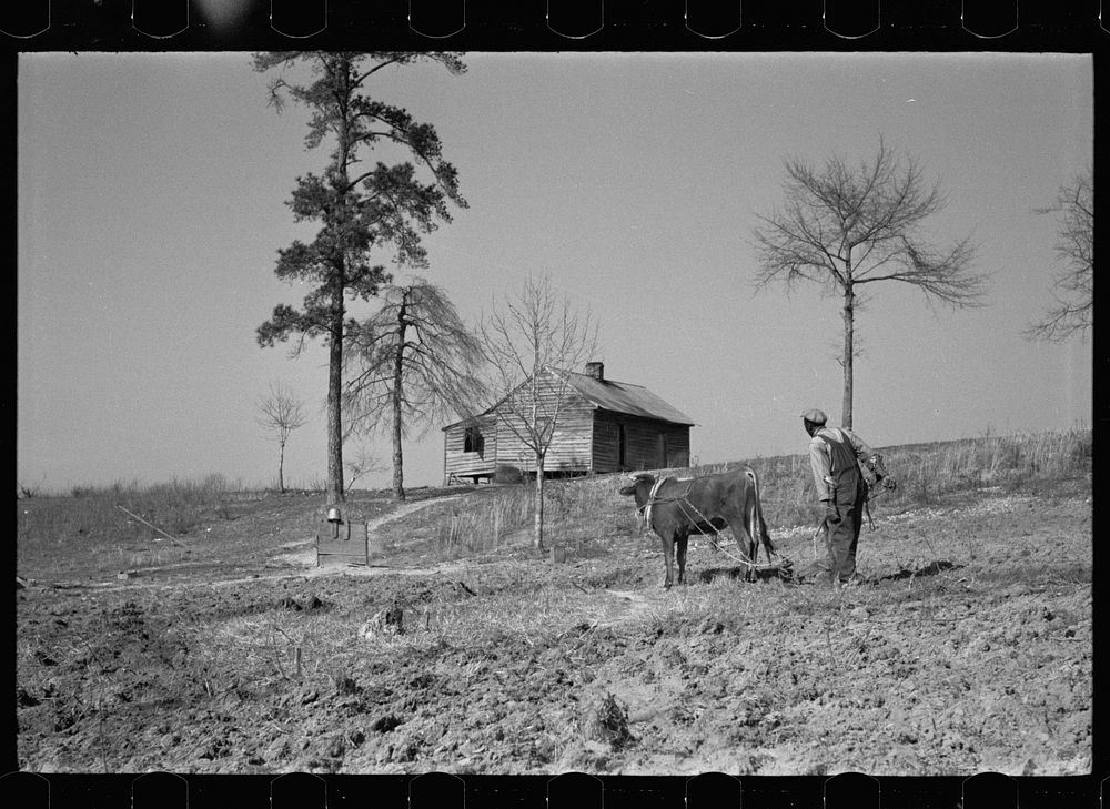 Plowing, Macon County, Alabama. Sourced from the Library of Congress.