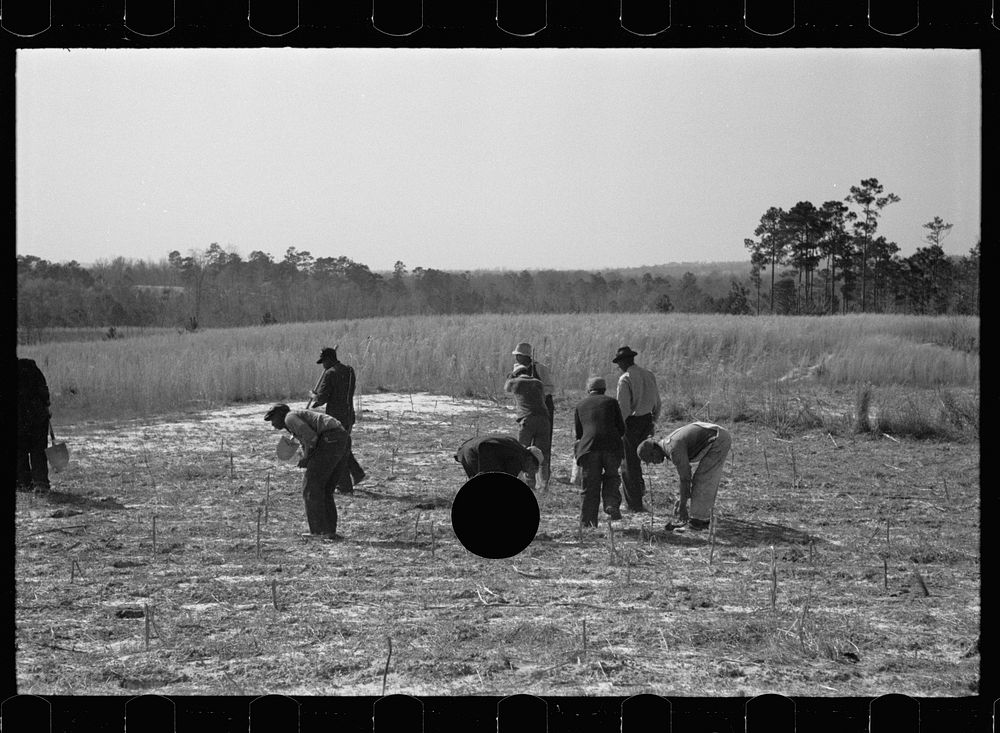 [Untitled photo, possibly related to: Planting slash pine, Tuskegee Project, Macon County, Alabama]. Sourced from the…