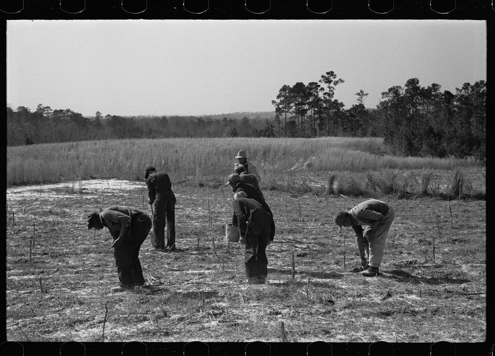 Planting slash pine, Tuskegee Project, Macon County, Alabama. Sourced from the Library of Congress.
