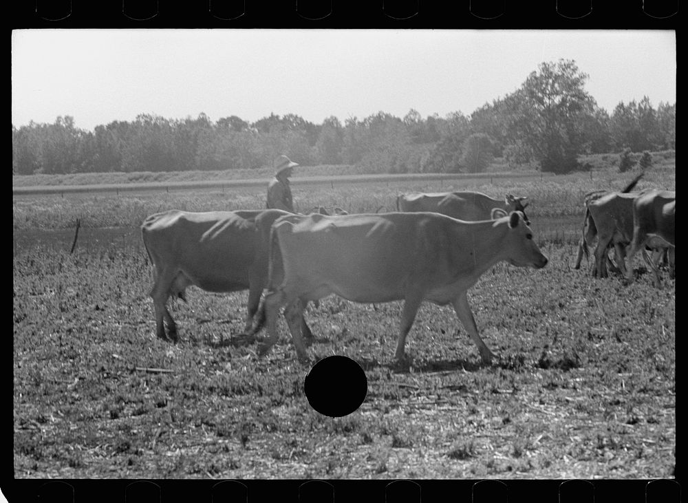 [Untitled photo, possibly related to: Driving the cows from pasture, Wabash Farms, Indiana]. Sourced from the Library of…
