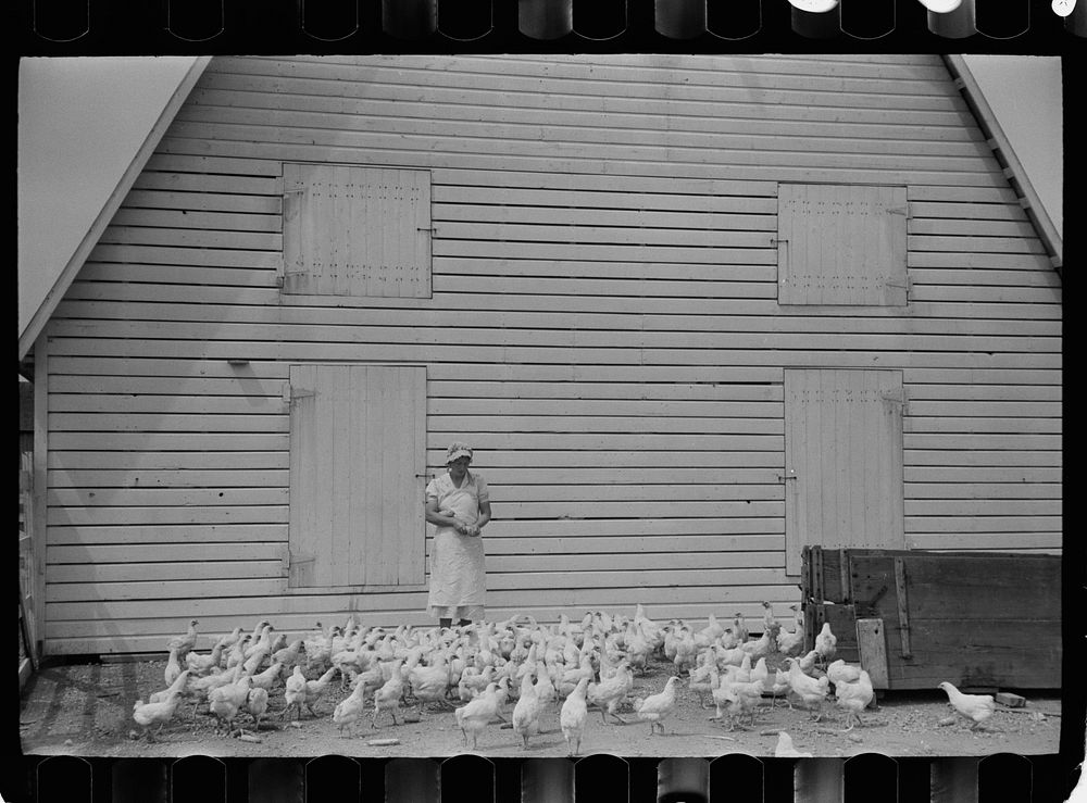 Feeding chickens, Wabash Farms, Indiana. Sourced from the Library of Congress.