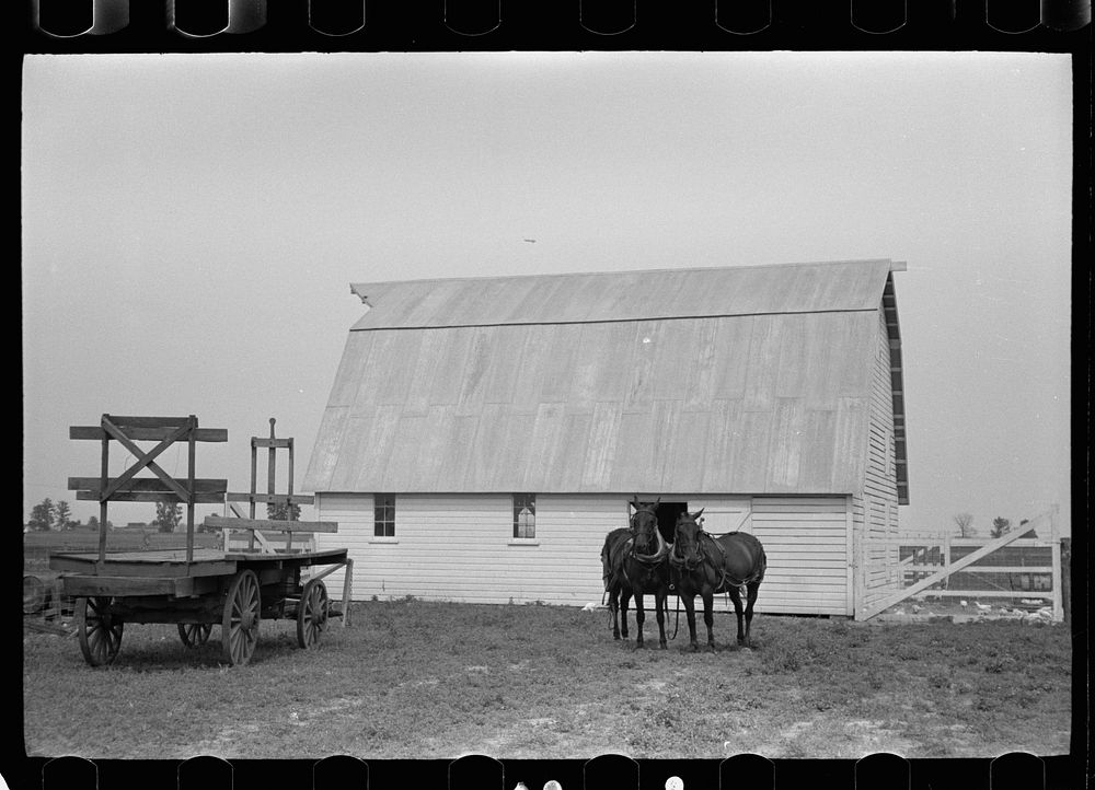 [Untitled photo, possibly related to: Resettled farmer with team, Wabash Farms, Indiana]. Sourced from the Library of…