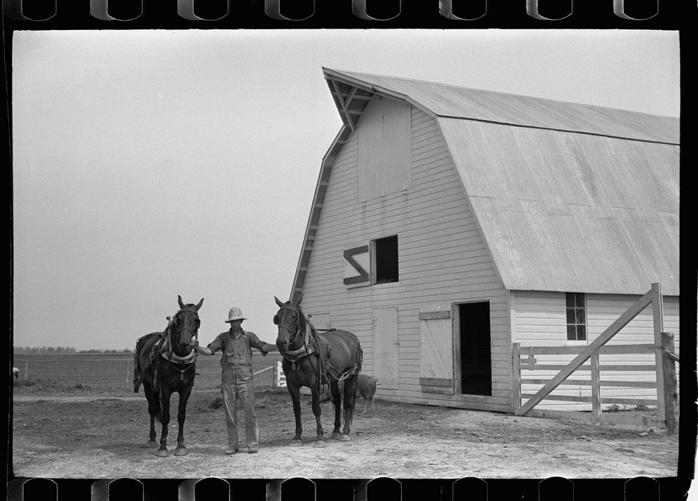 Resettled farmer with team, Wabash Farms, Indiana. Sourced from the Library of Congress.
