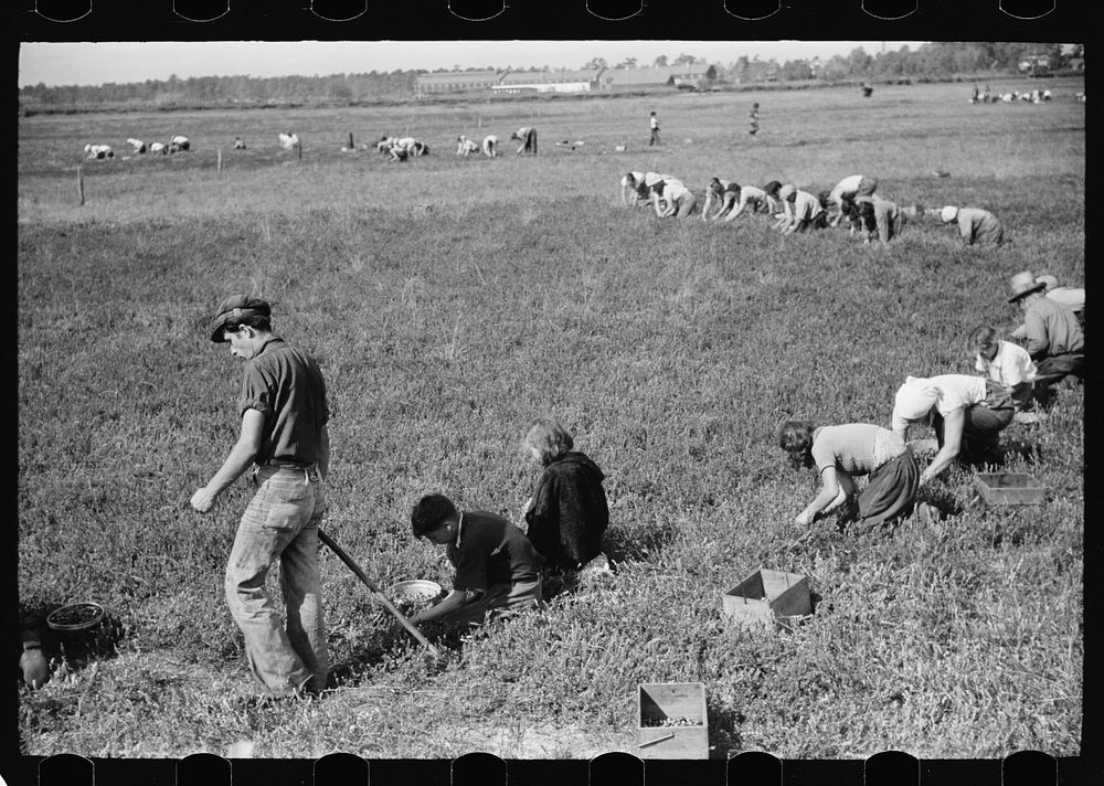 Cranberry pickers, Burlington County, New Jersey. Sourced from the Library of Congress.