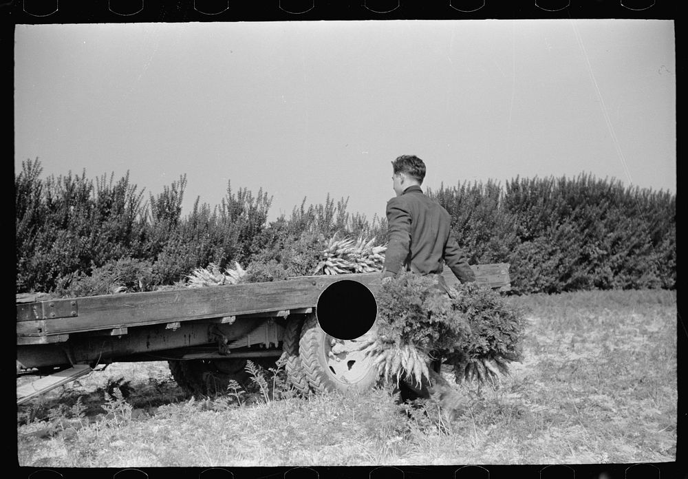 [Untitled photo, possibly related to: Loading carrots on truck, Camden County, New Jersey]. Sourced from the Library of…