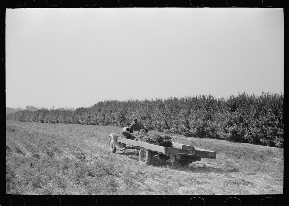 [Untitled photo, possibly related to: Loading carrots on truck, Camden County, New Jersey]. Sourced from the Library of…