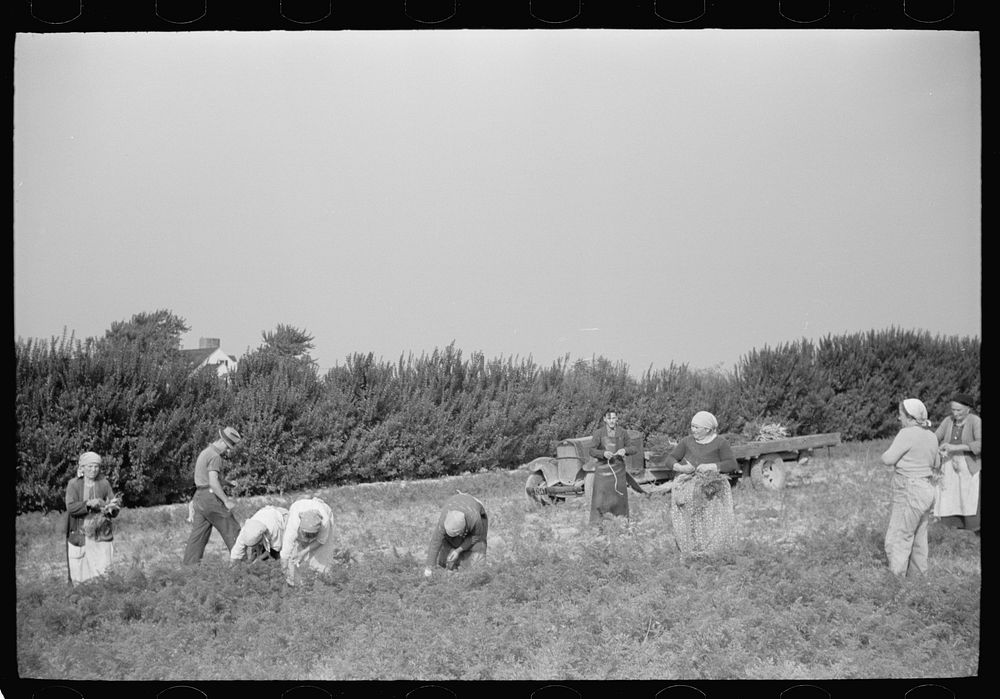 [Untitled photo, possibly related to: Women picking carrots, Camden County, New Jersey]. Sourced from the Library of…