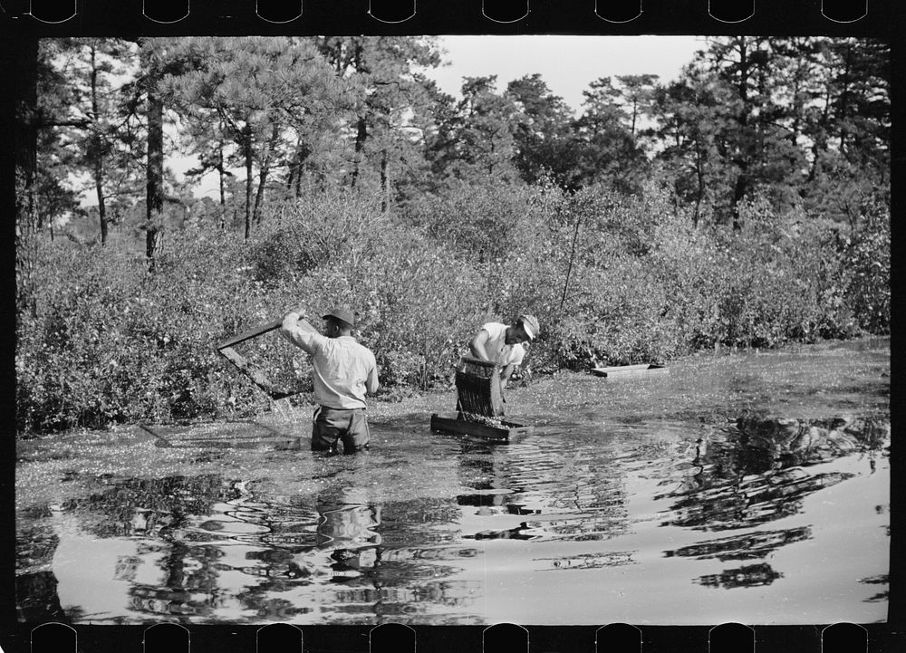 Gathering cranberries that are floating on the surface of a flooded bog, Burlington County, New Jersey. Sourced from the…