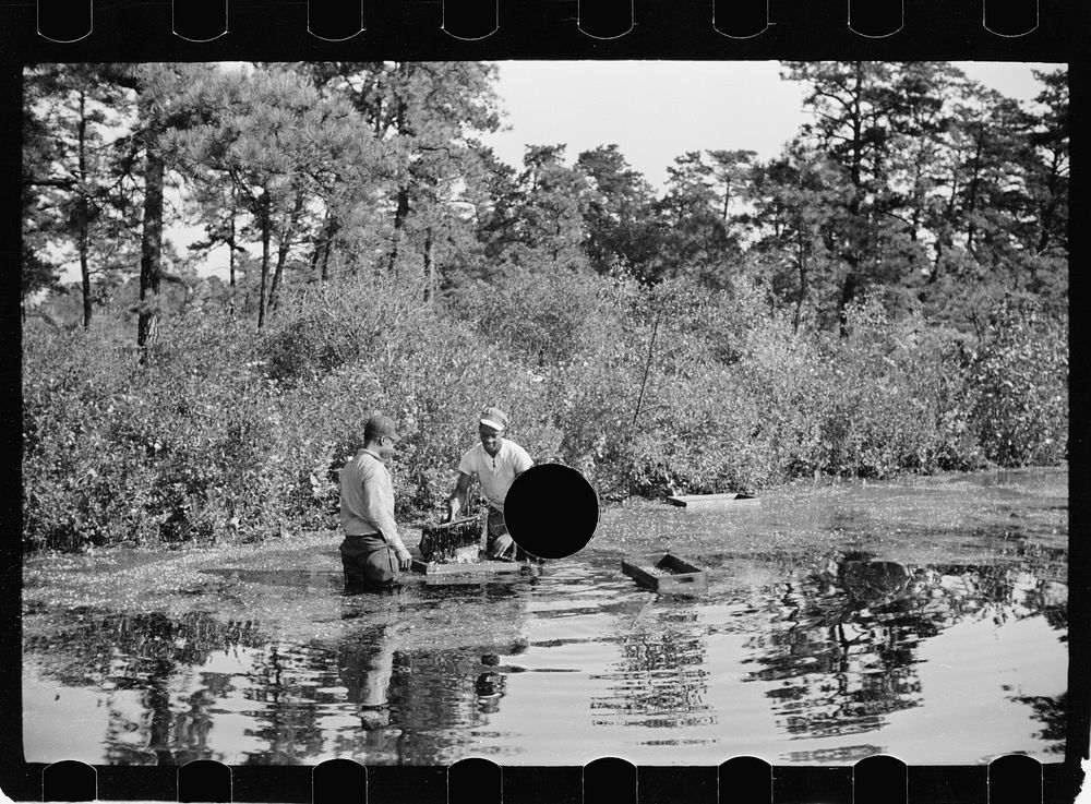 [Untitled photo, possibly related to: Gathering cranberries that are floating on the surface of a flooded bog, Burlington…