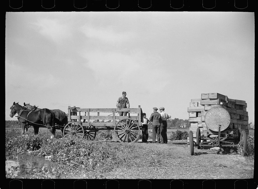 Wagon for transporting the cranberries from bog to sorting house, Burlington County, New Jersey. Sourced from the Library of…