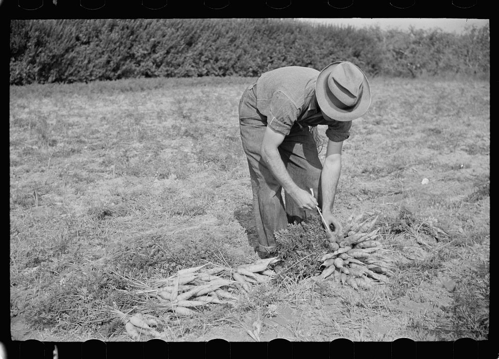 Tying carrots in bunches, Camden County, New Jersey. Sourced from the Library of Congress.