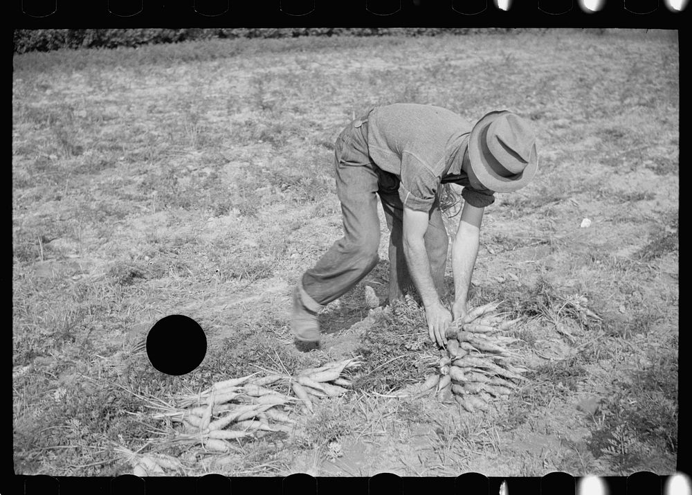 [Untitled photo, possibly related to: Tying carrots in bunches, Camden County, New Jersey]. Sourced from the Library of…