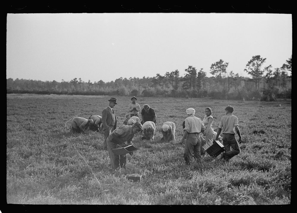 [Untitled photo, possibly related to: Cranberry pickers in bog, Burlington County, New Jersey]. Sourced from the Library of…
