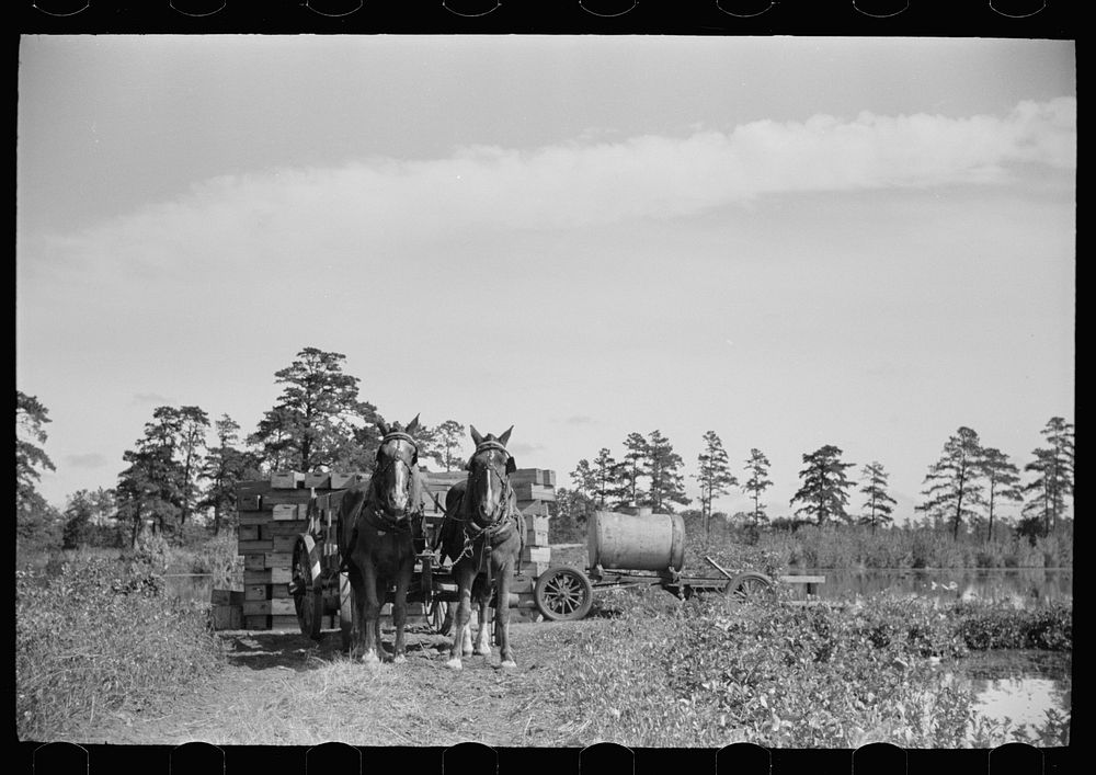 [Untitled photo, possibly related to: Wagon for transporting the cranberries from bog to sorting house, Burlington County…