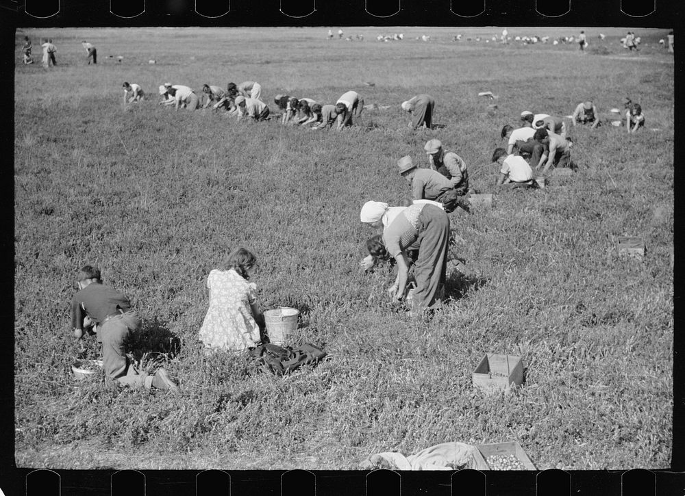 Cranberry pickers in bog, Burlington County, New Jersey. Sourced from the Library of Congress.