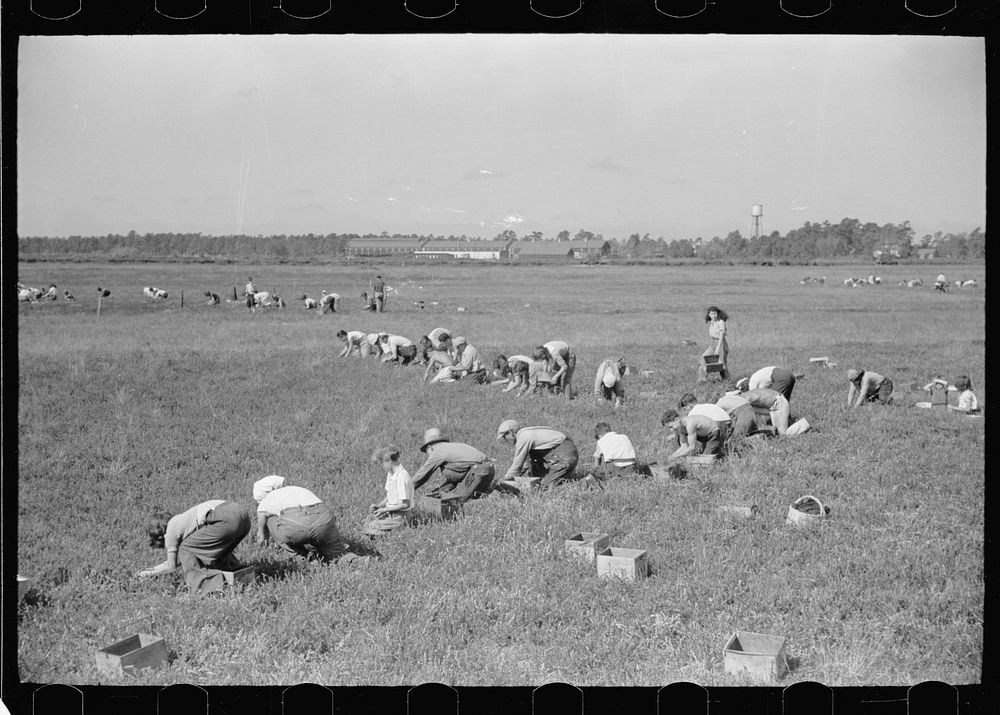 Cranberry pickers in bog. Three-fourths of these workers are children. Most of the pickers are Italian families from So.…