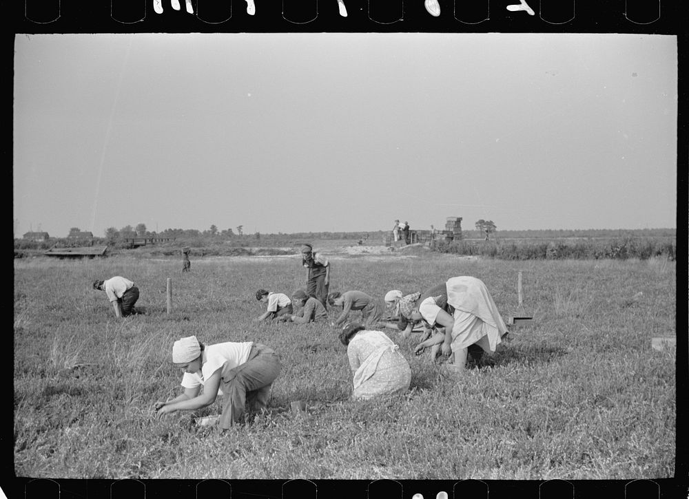 [Untitled photo, possibly related to: Cranberry pickers, Burlington County, New Jersey]. Sourced from the Library of…