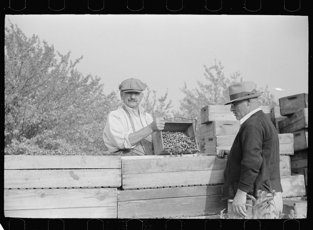 Owner of cranberry bog, Burlington County, New Jersey. Sourced from the Library of Congress.