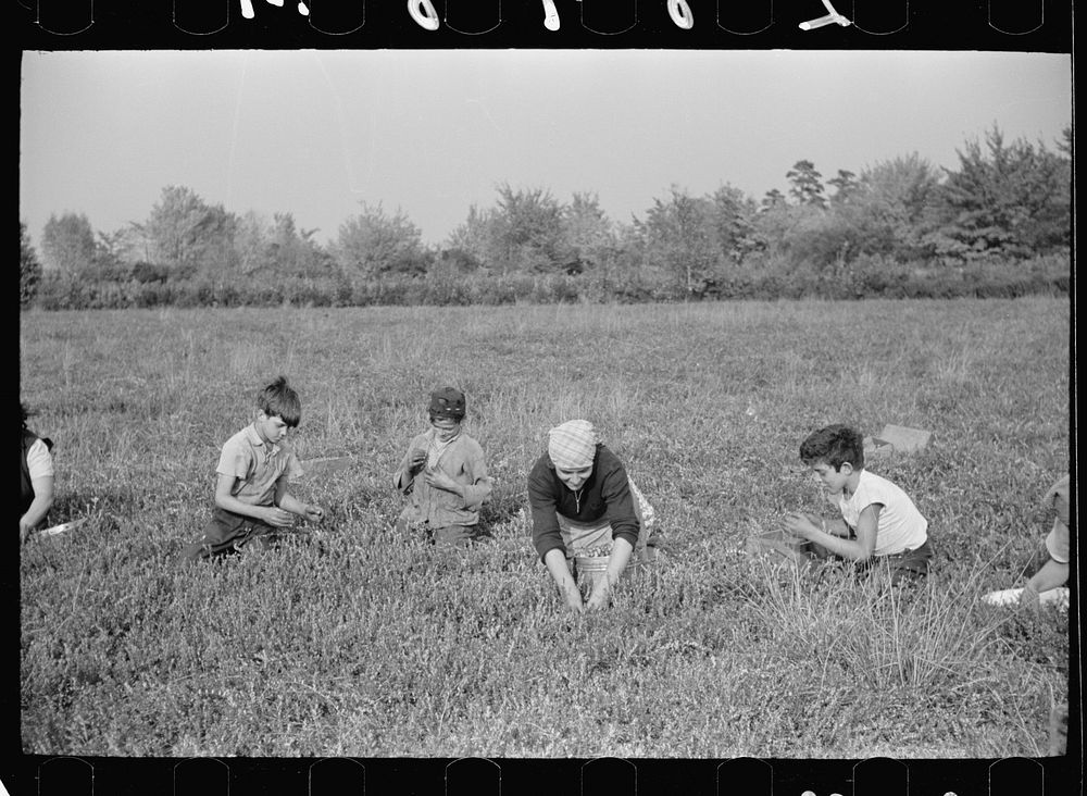 [Untitled photo, possibly related to: Child labor, cranberry bog, Burlington County, New Jersey]. Sourced from the Library…