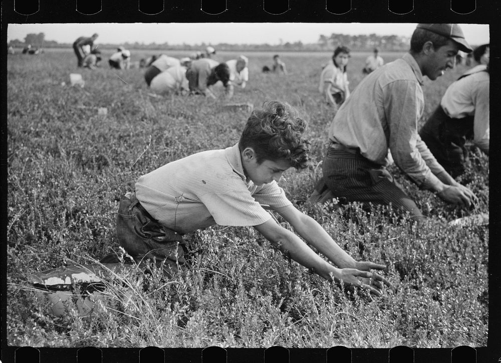 [Untitled photo, possibly related to: Child labor, cranberry bog, Burlington County, New Jersey]. Sourced from the Library…