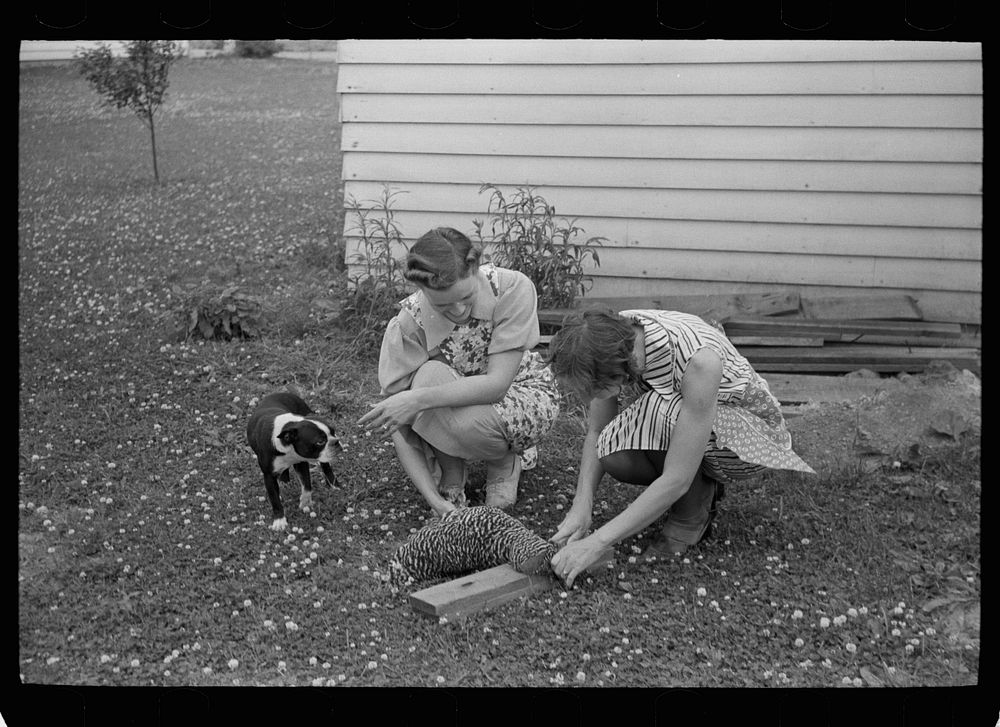 Housewives killing a chicken for dinner, Decatur Homesteads, Indiana. Sourced from the Library of Congress.