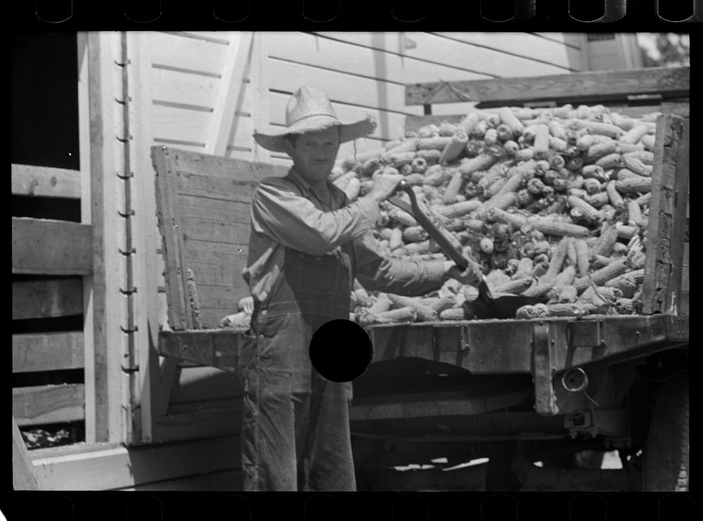 [Untitled photo, possibly related to: Farmer loading corn into corn crib, Scioto Farms, Ohio]. Sourced from the Library of…