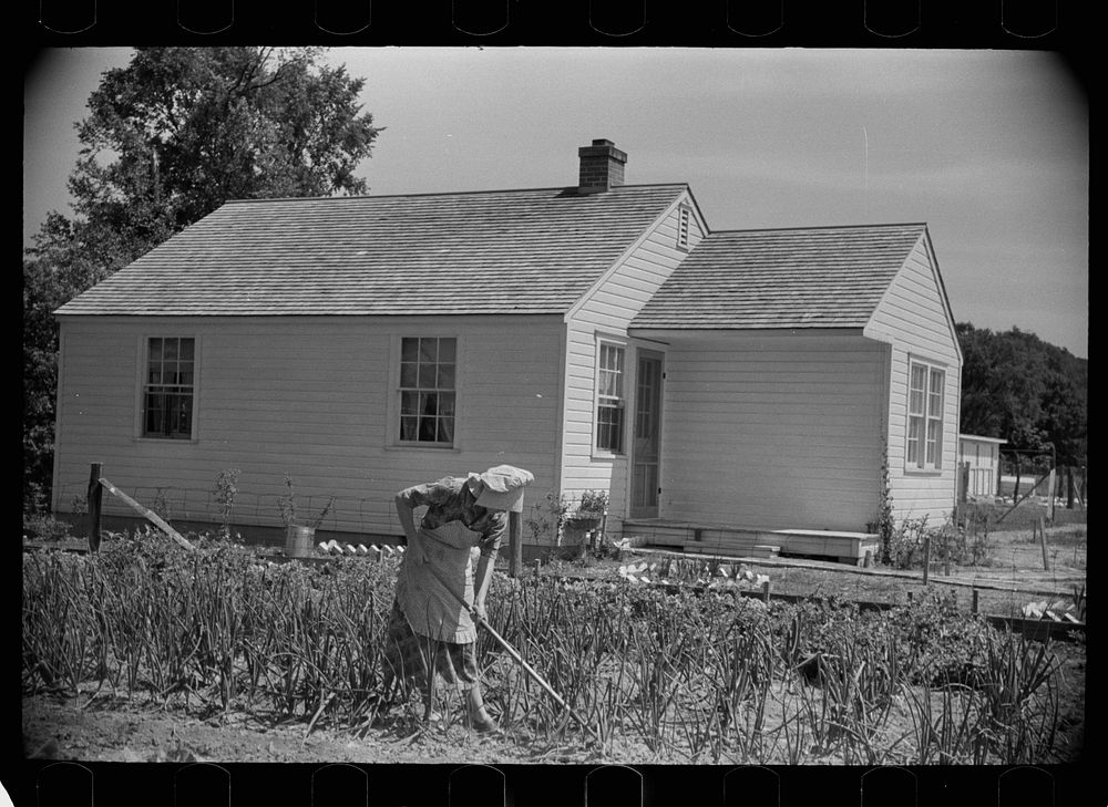 Wife of homesteader in garden, Scioto Farms, Ohio. Sourced from the Library of Congress.