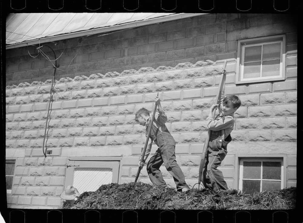 Farmer's sons unloading manure, Scioto Farms, Ohio. Sourced from the Library of Congress.