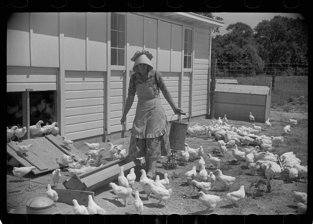 Homesteader's wife with chickens, Scioto Farms, Ohio. Sourced from the Library of Congress.