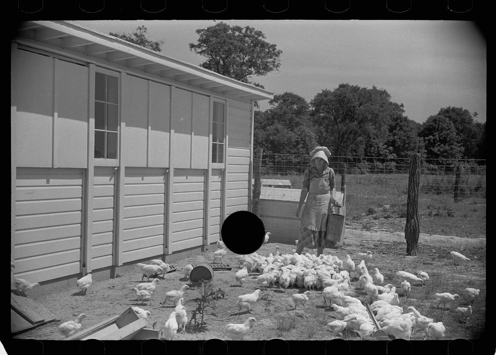 [Untitled photo, possibly related to: Homesteader's wife with chickens, Scioto Farms, Ohio]. Sourced from the Library of…
